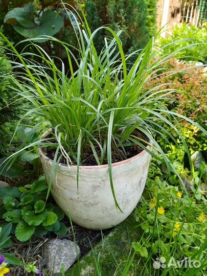 Растения и цветы для сада