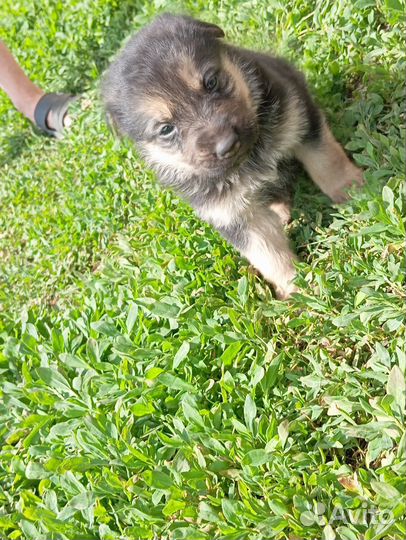 Щеночки в добрые руки