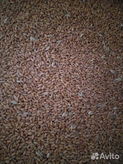 Продам пшеницу,овёс,ячмень