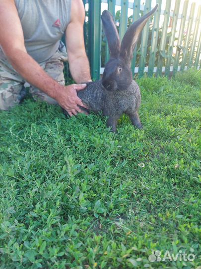 Продаю Кроликов породы Ризен