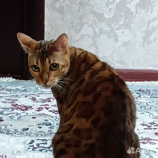 Бенгальская кошка