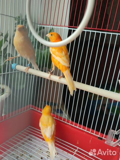 Кенара и канарейки