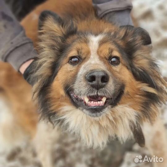 Рыжий ищет дом