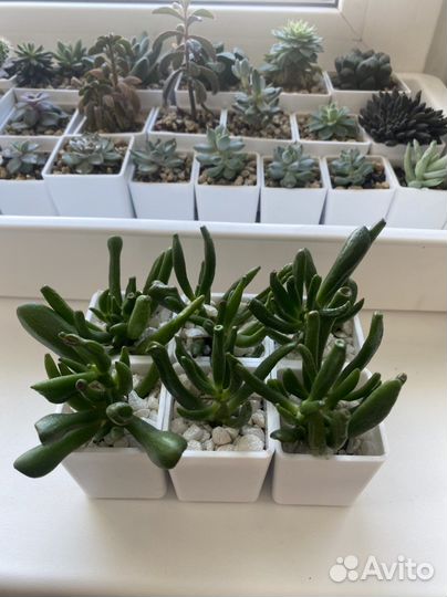 Суккуленты