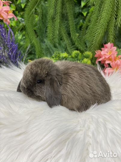 Самочка минилоп