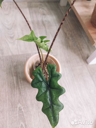 Алоказия жаклин