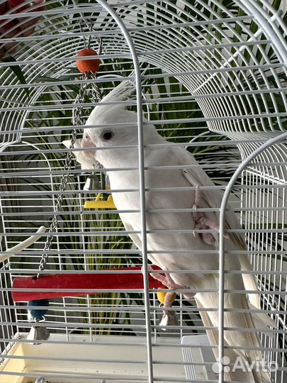 Попугай Гоша (корелла)