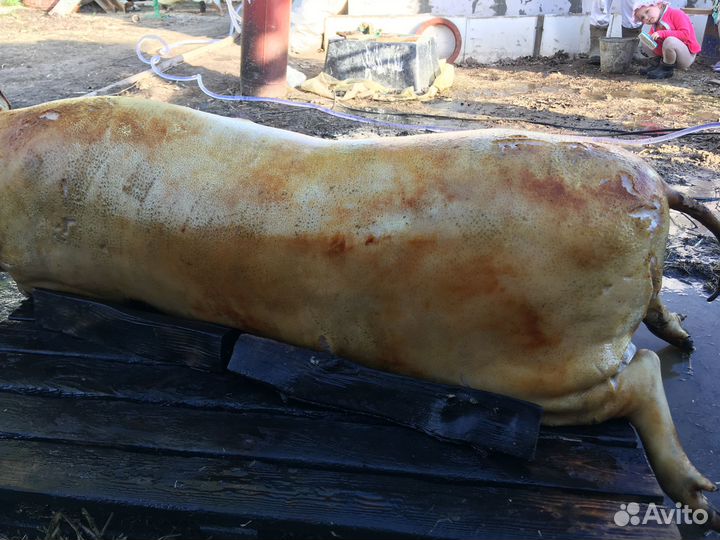 Домашнее мясо свинины