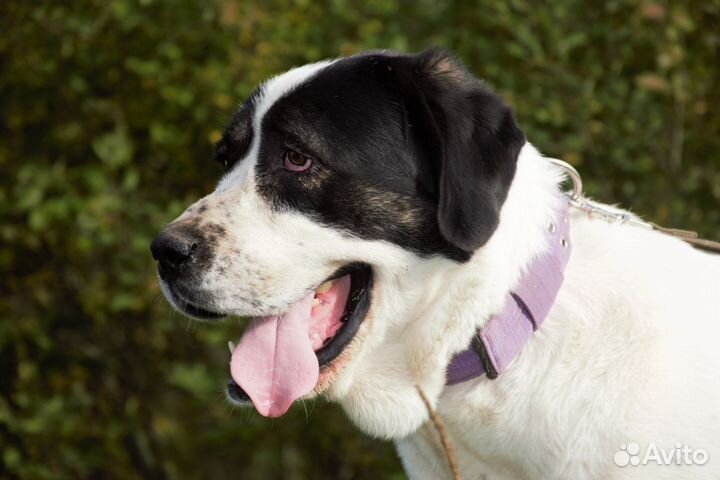 Алабай в дар