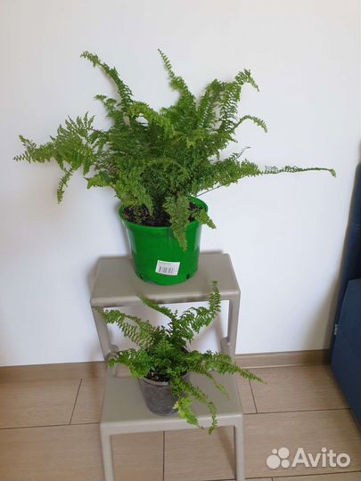 Папоротник комнатный. Нефролепис