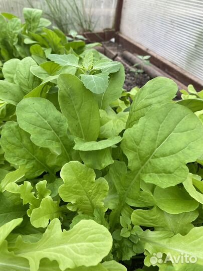 Свежая зелень