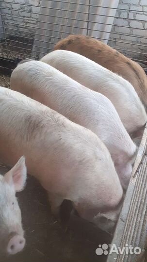 Мясо свинина домашняя