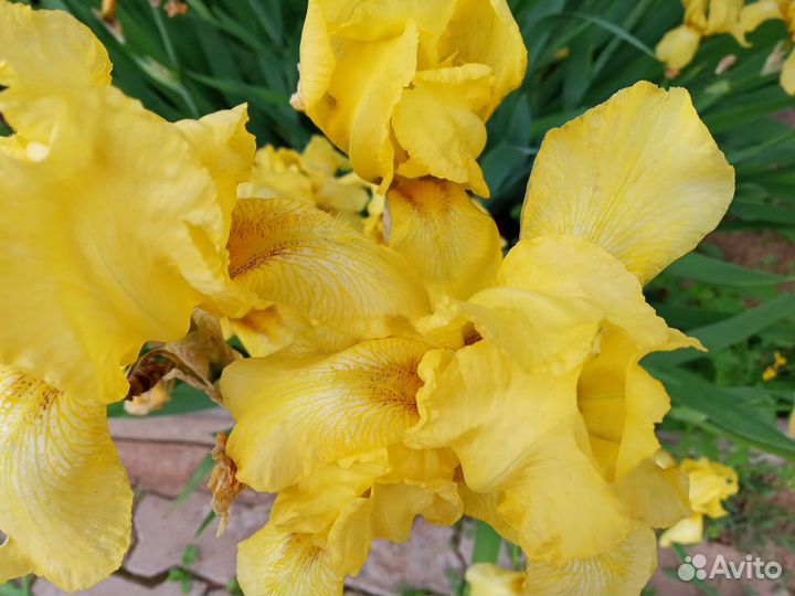 Цветы ирисы