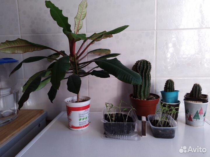 Кактусы, малочай