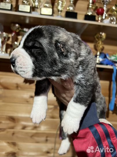 Среднеазиатская овчарка алабай щенки