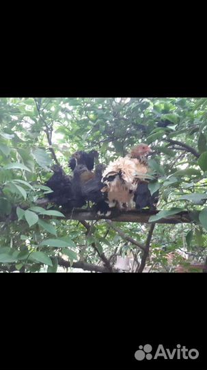 Куры,утки,индюшата,цыплята, инкубационное яицо