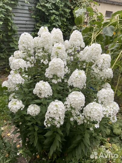 Флокс поздний