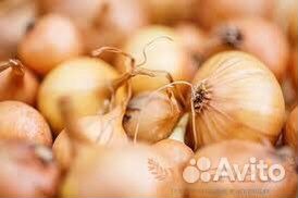 Лук на перо Штутгарт