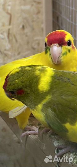 Попугай какарик