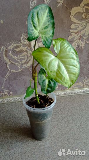 Сингониум (syngonium)