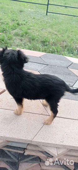 Маленькая собака