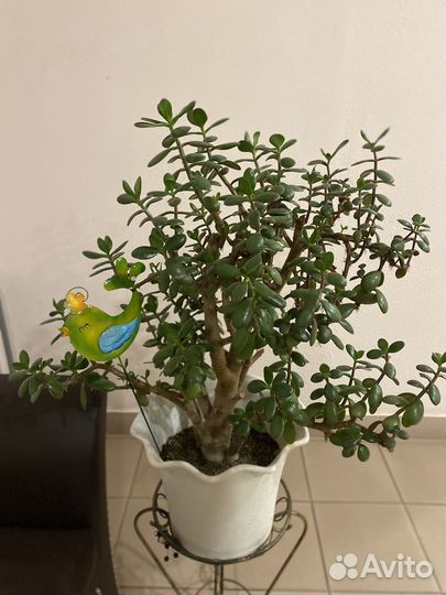 Крассула -толстянка (денежное дерево)