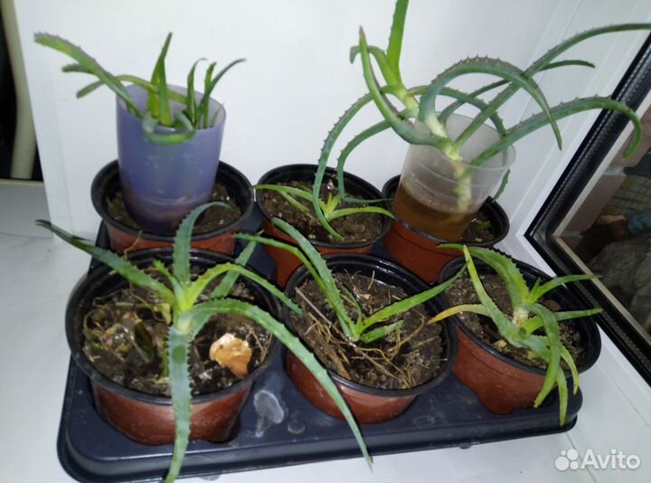 Алоэ столетник, отростки