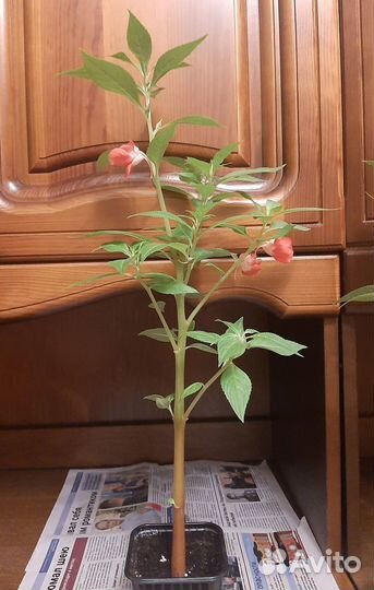 Цветы в подарок. Бальзамин (огонёк)