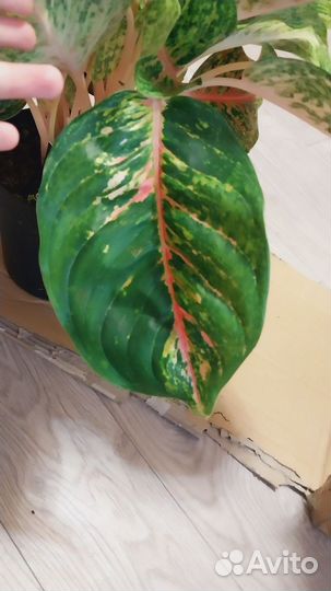 Аглаонема боксинг