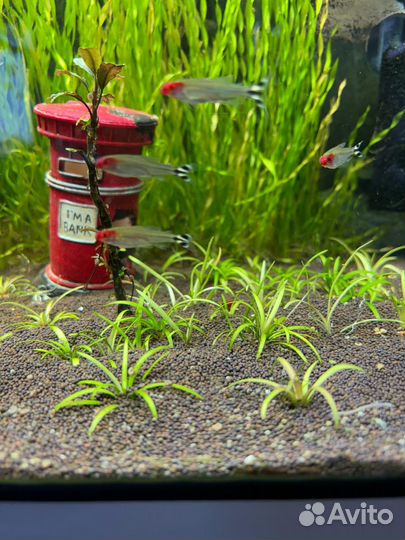 Сагиттария, Погостемон растение в аквариум