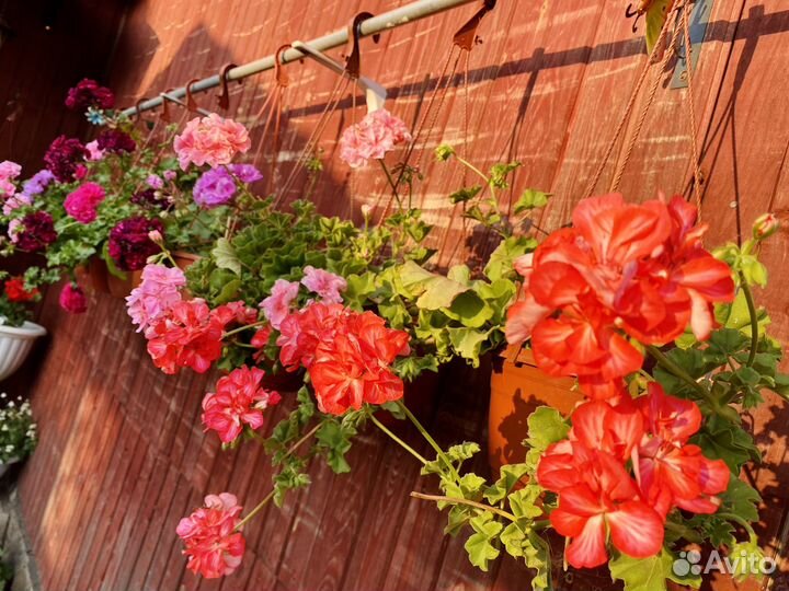 Пеларгонии