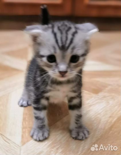 Британские котята
