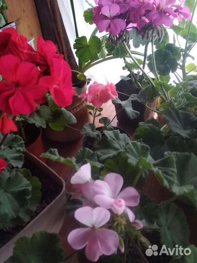 Пеларгония герань