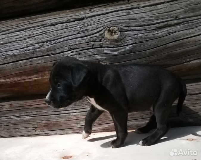 Щенки американского стаффорда