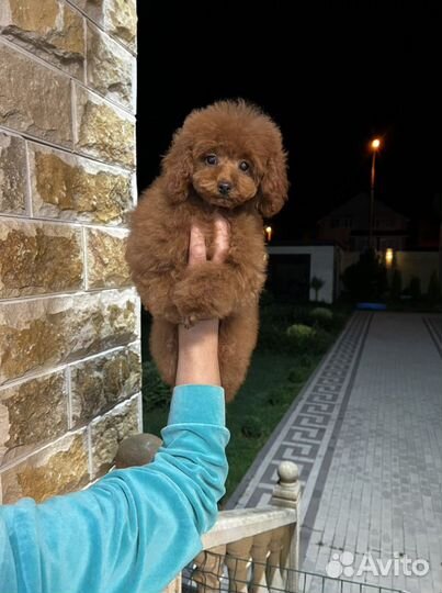 Девочка Той Пудель РКФ