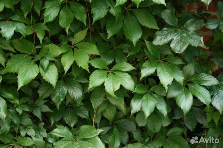 Девичий виноград