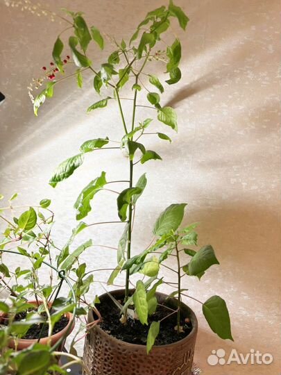 Цветы в горшках и без