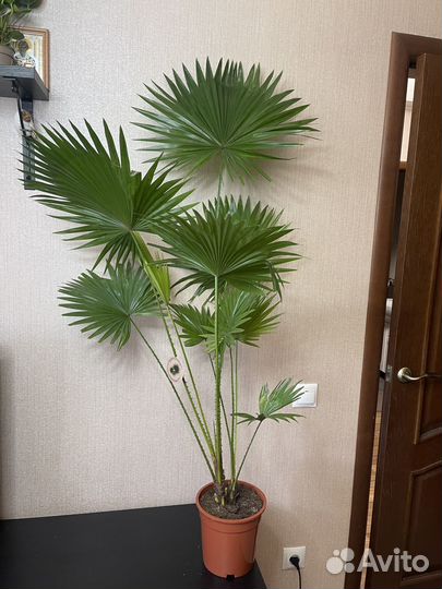 Пальма Ливистония комнатные цветы