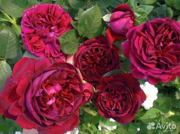 Ароматная Английская Роза Фишермэнс Френдс