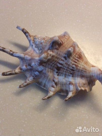 Морская раковина Лямбис 14см Чистая Яркая