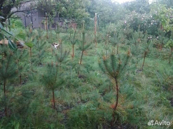 Сосна крымская