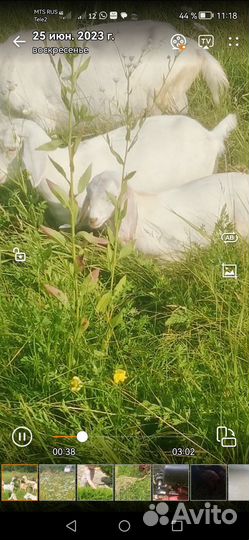 Козье молоко оптом масло сливочное оптом