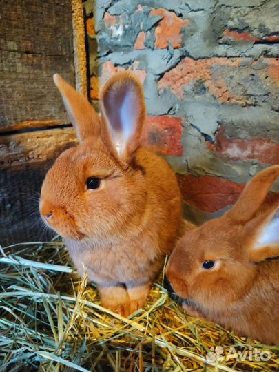 Кролики Новозеландский красный (нзк)