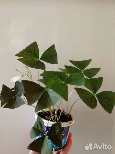 Батерфляй комнатный цветок