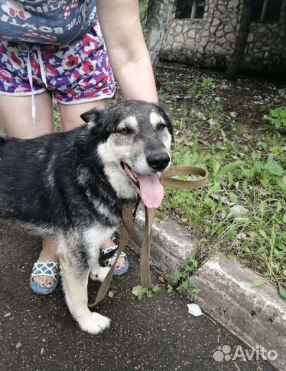 Собака ищет дом