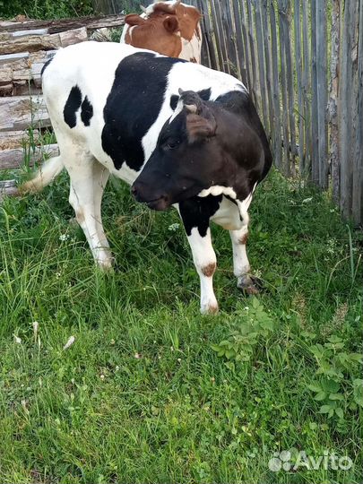 Домашние тёлки