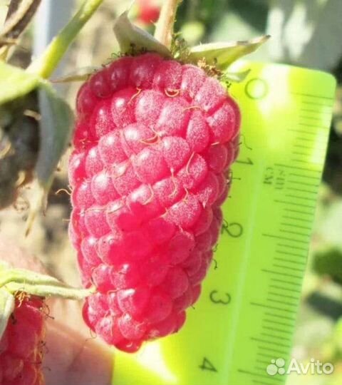 Ремонтантная малина