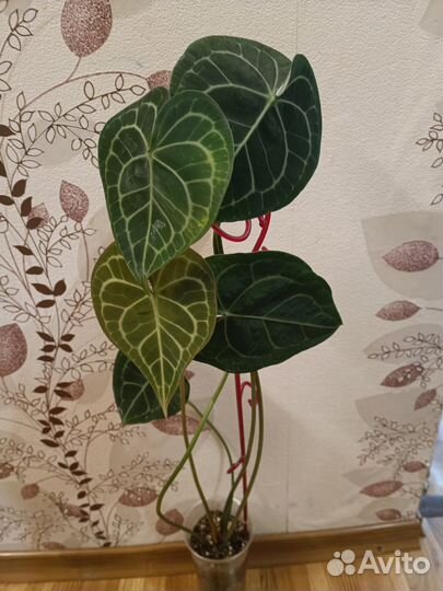 Антуриум кларинервиум хрустальный