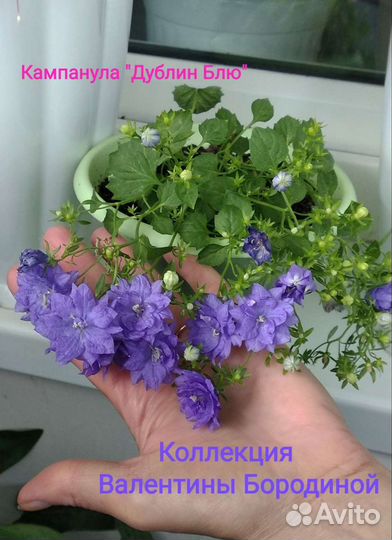 Кампанулы простые и махровые