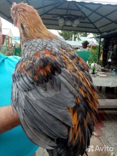 Молодые петушки